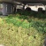 精品韭菜