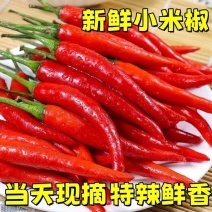 新鲜精品小米红尖椒适合店商超市加工厂品质好质量有保障联系