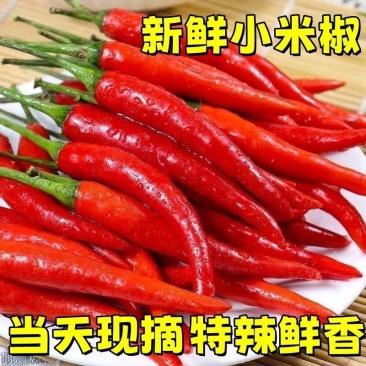 新鲜精品小米红尖椒适合店商超市加工厂品质好质量有保障联系