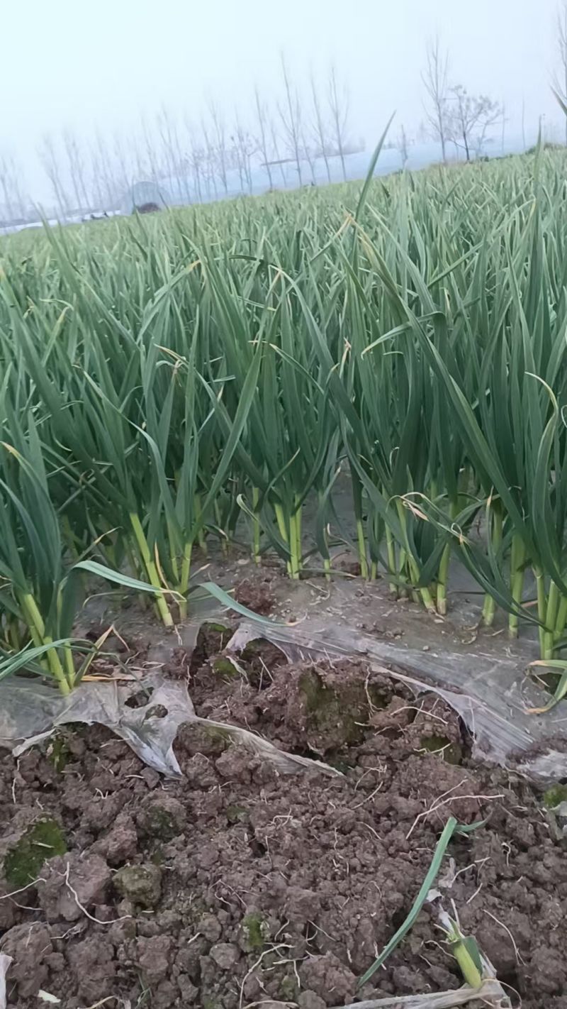 红根蒜苗大量供应