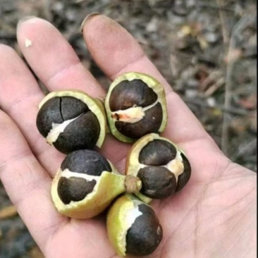 正宗山茶油