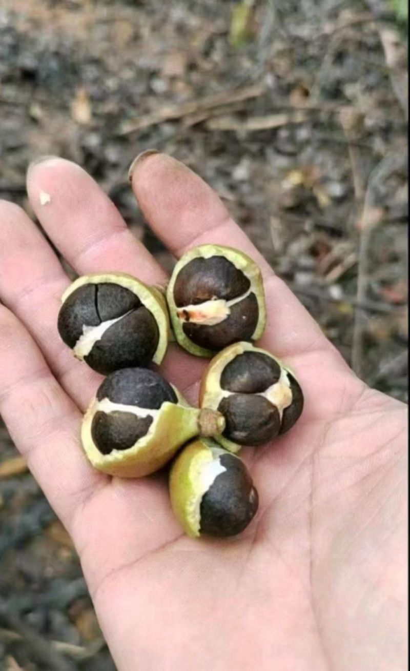 正宗山茶油