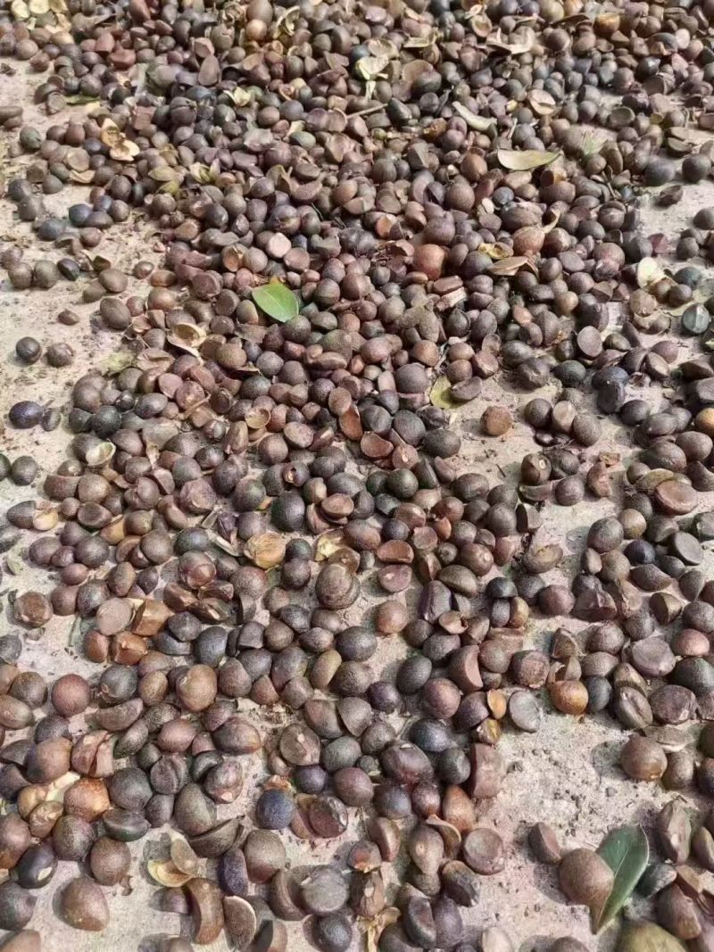 正宗山茶油