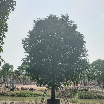 秋枫