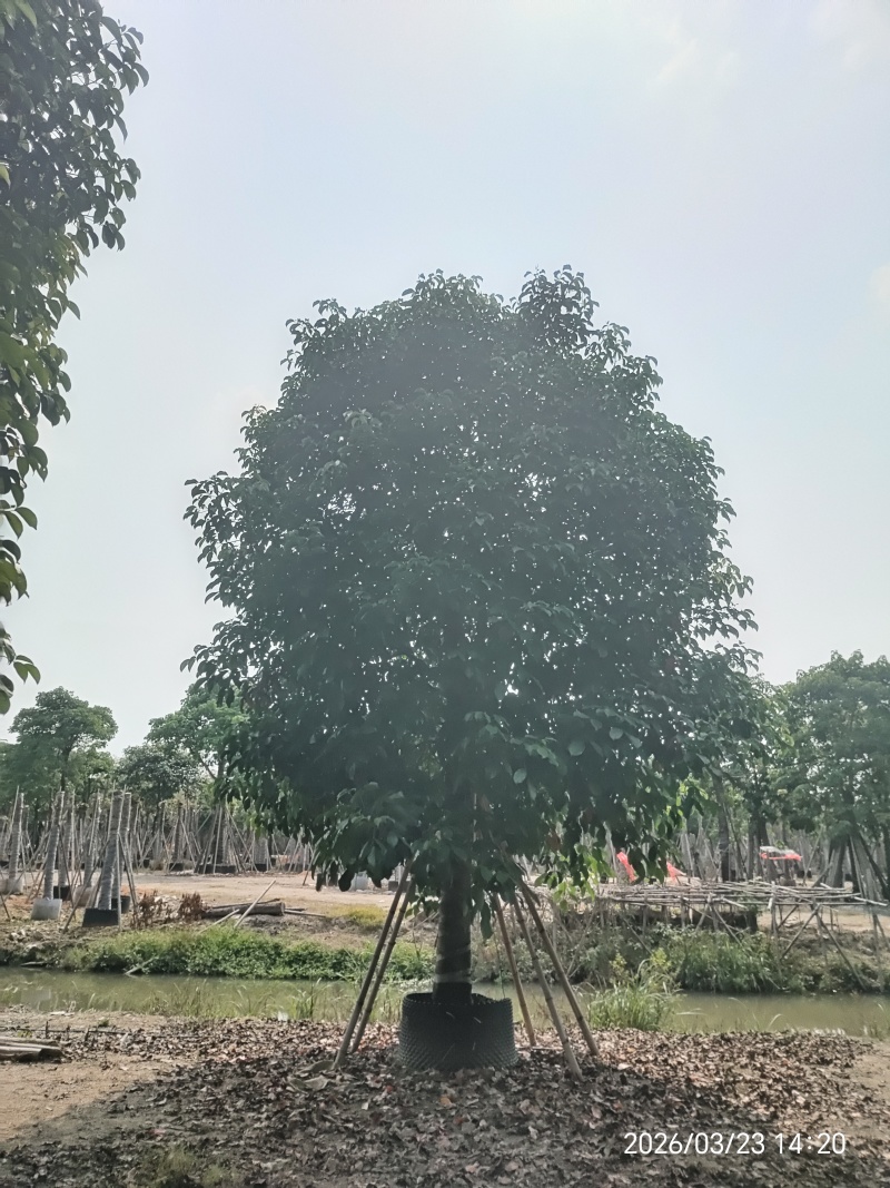 秋枫
