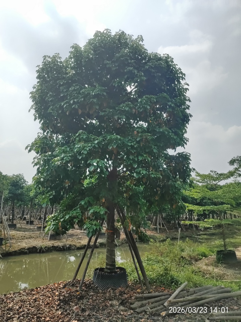 秋枫