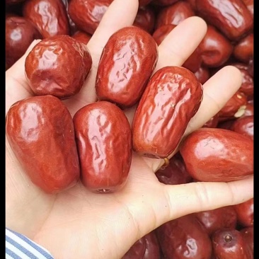 新疆和田大枣骏枣个大肉厚批发量大优惠