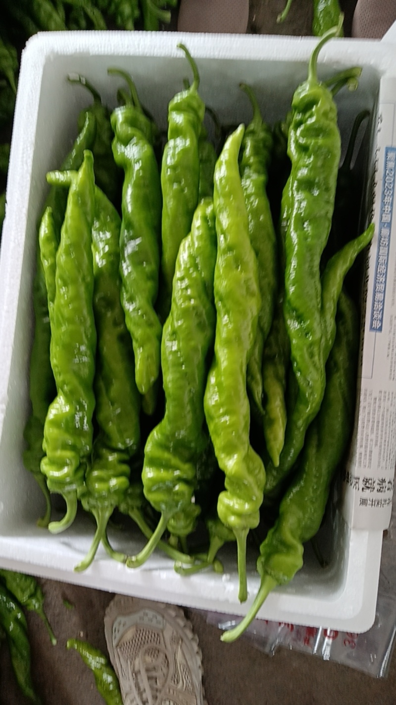 鲜辣椒上市
