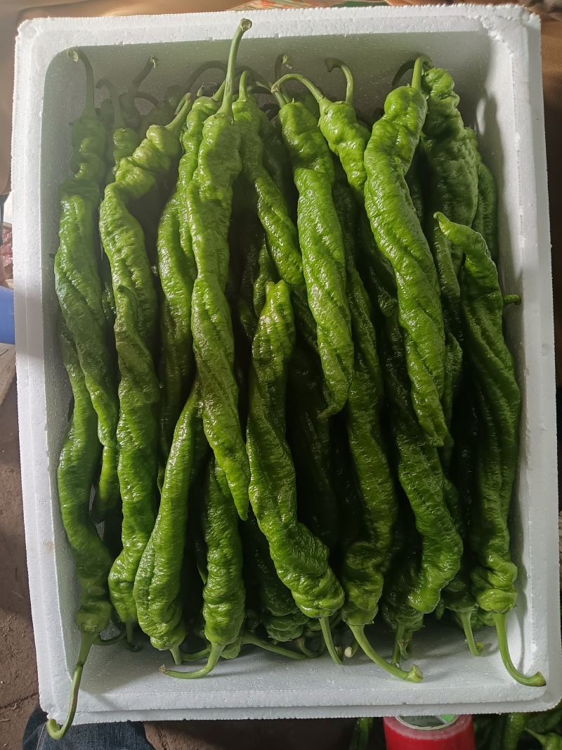 鲜辣椒上市
