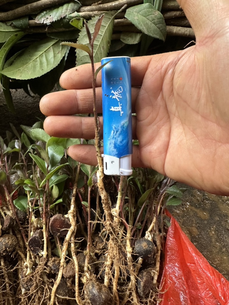 供应油茶树苗籽播油茶小苗油茶芽苗当年芽苗1年小苗
