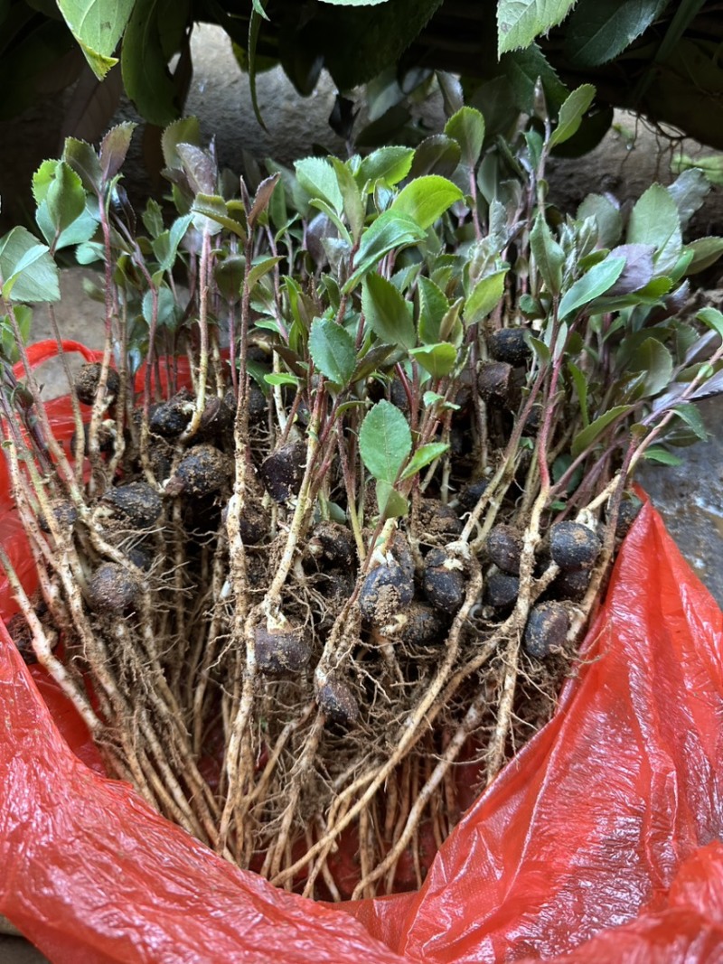 供应油茶树苗籽播油茶小苗油茶芽苗当年芽苗1年小苗