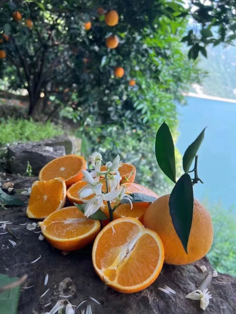 秭归伦晚