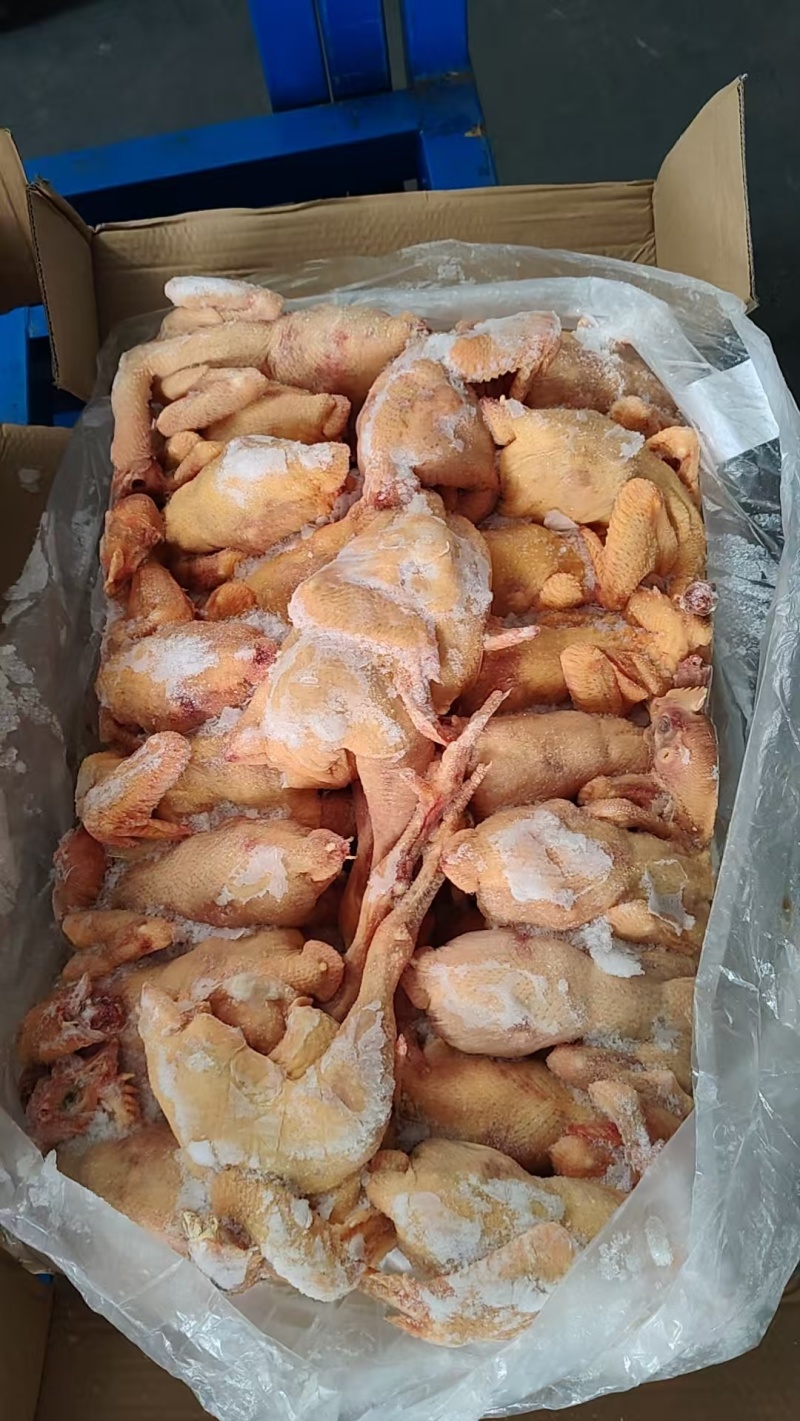二级三黄鸡