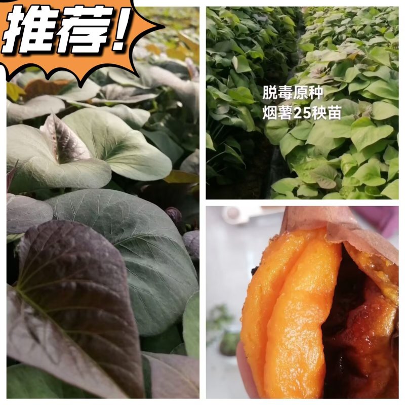 ！出售脱毒红薯苗：龙薯九！高产.瓜型好.易储存！保证品质