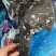 乌鸡