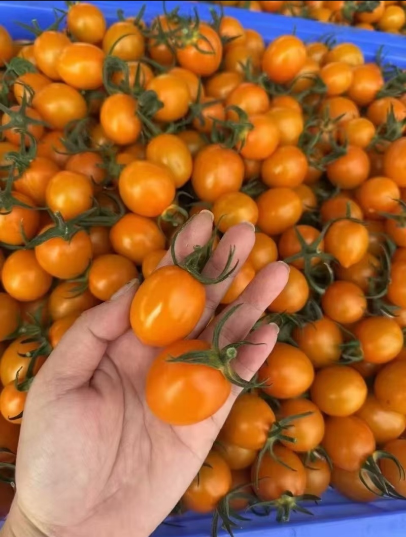 黄圣女果香芒皇后
