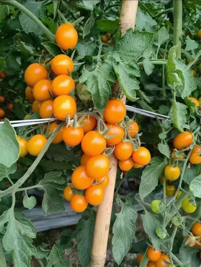 黄圣女果香芒皇后