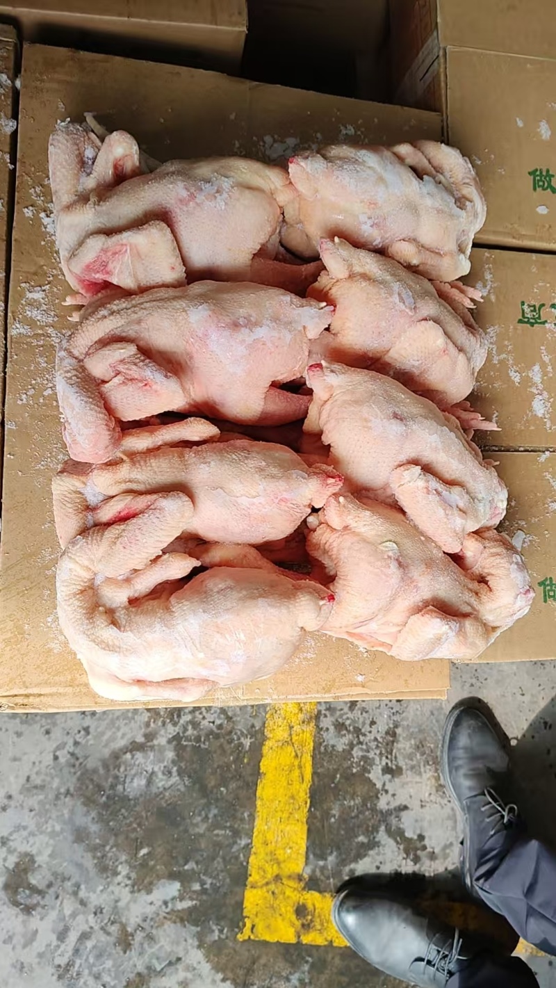 二级三黄鸡
