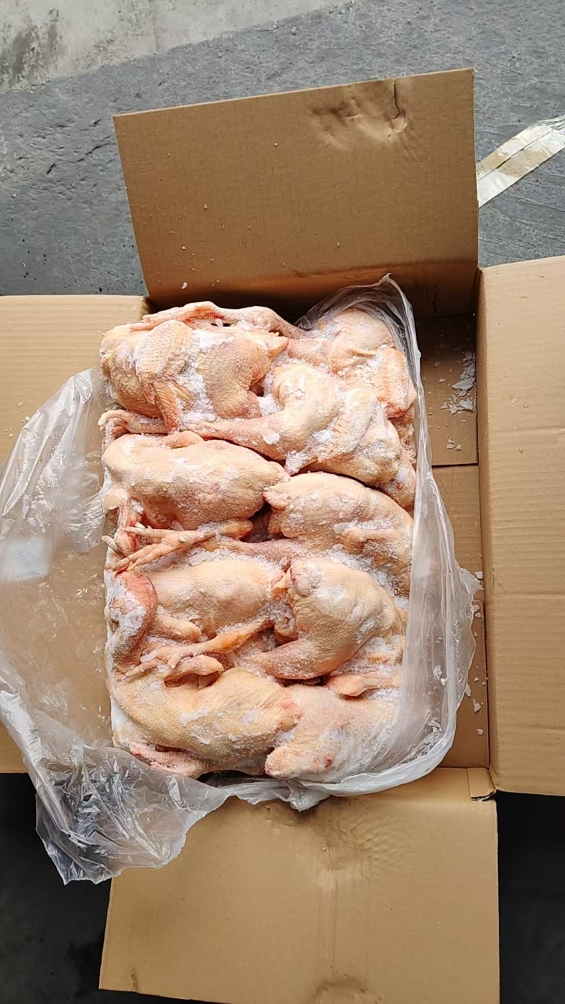 二级三黄鸡