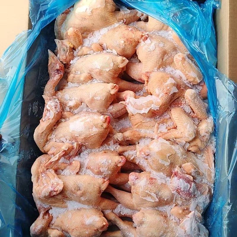 二级三黄鸡