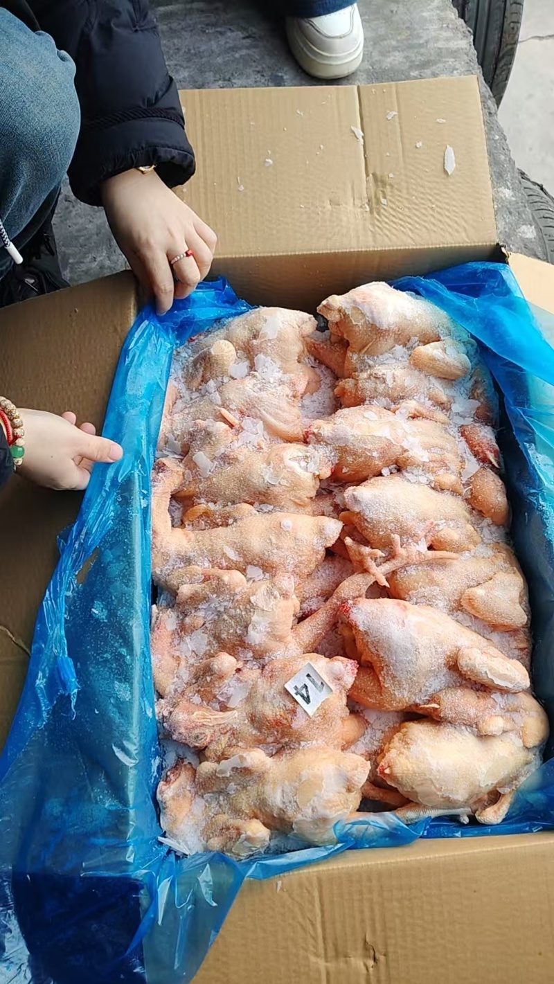 二级三黄鸡