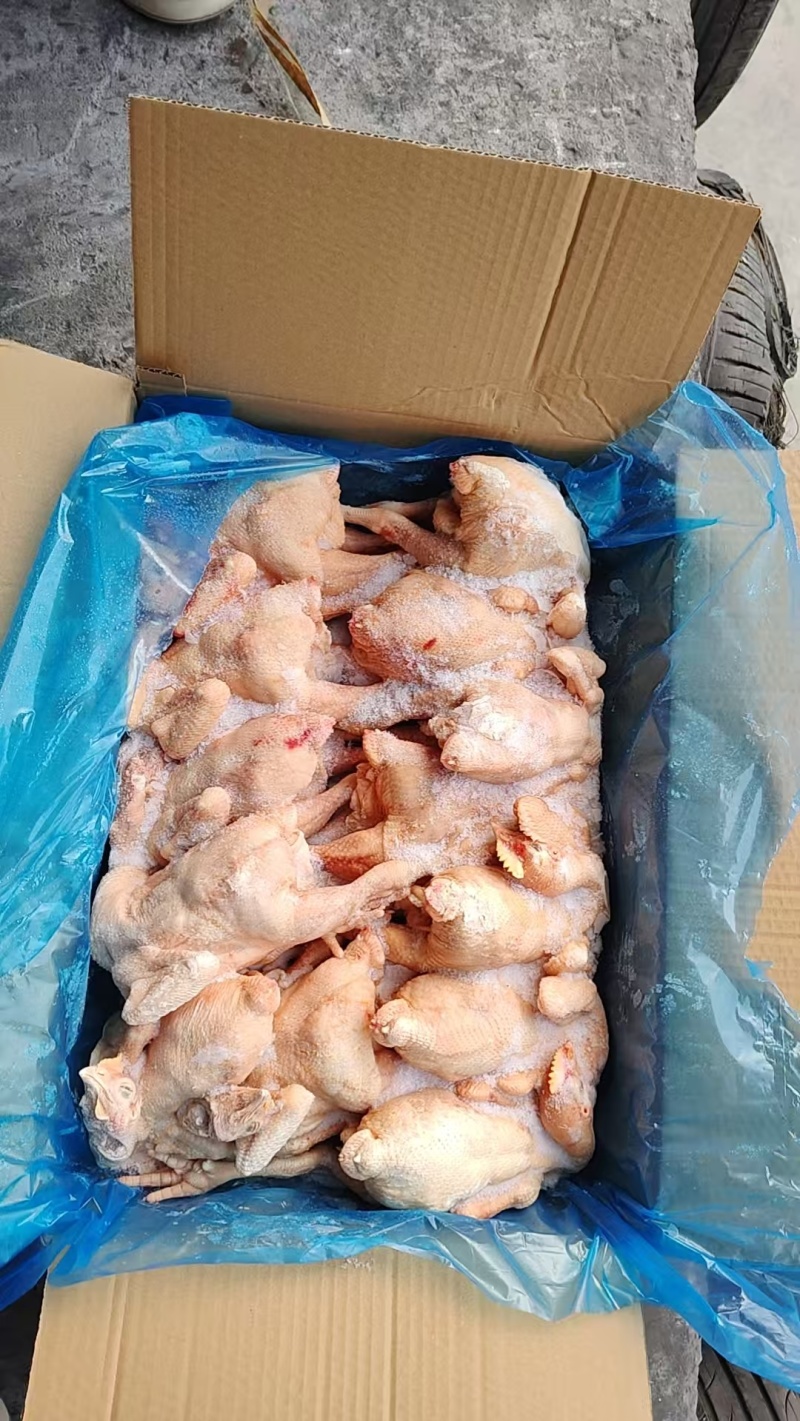 二级三黄鸡