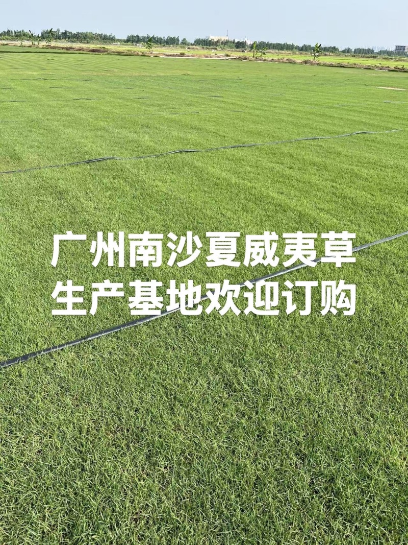 夏威夷草卷