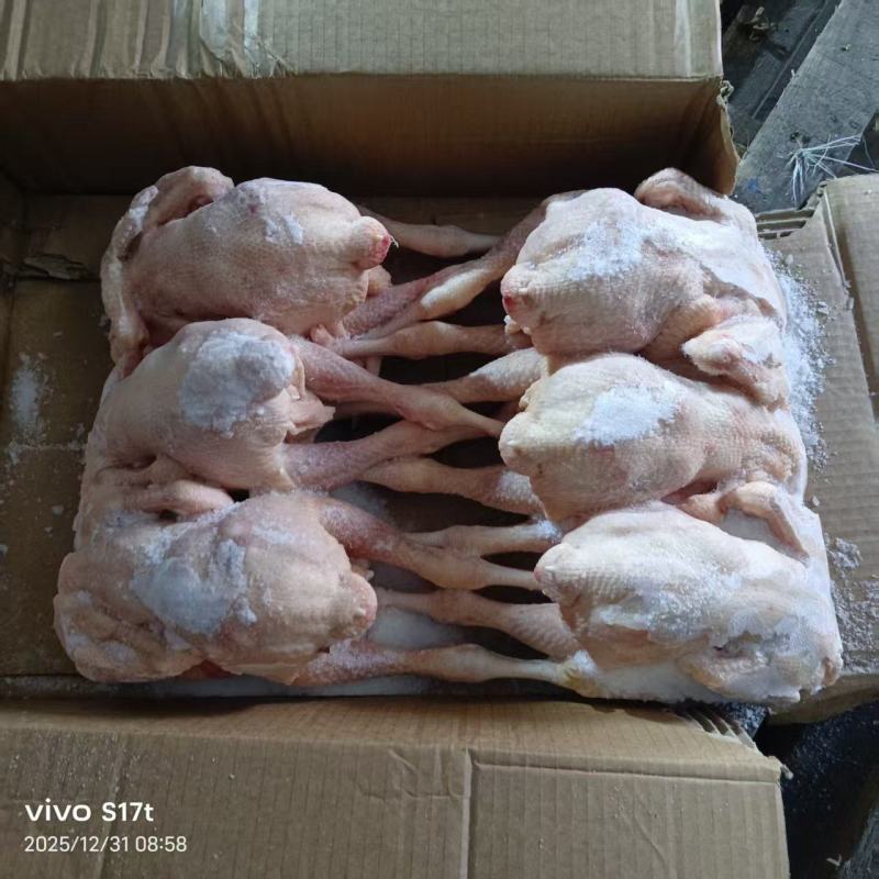 一级三黄鸡