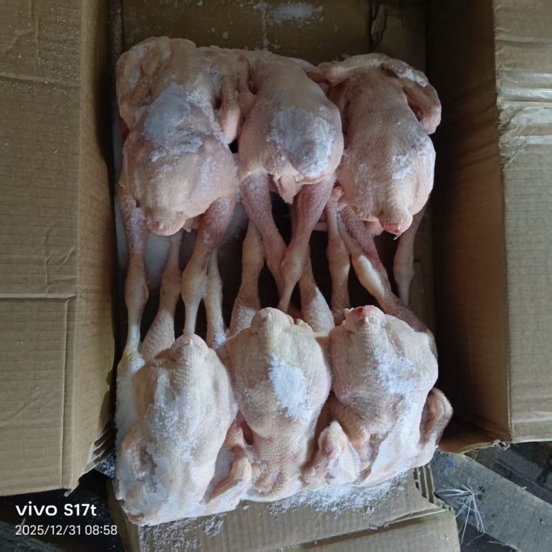 一级三黄鸡