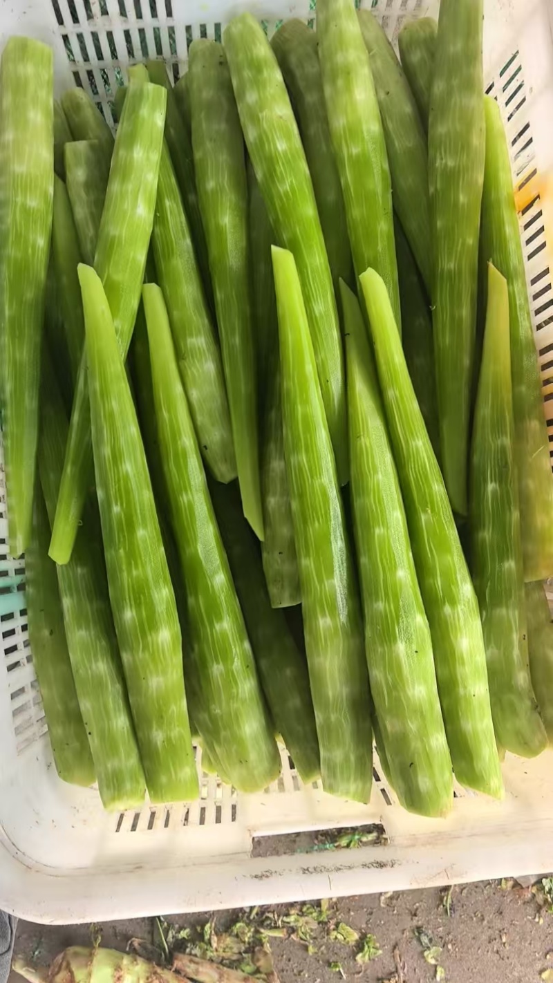 去皮莴笋肉莴笋杆真空包装莴笋杆去皮莴苣肉