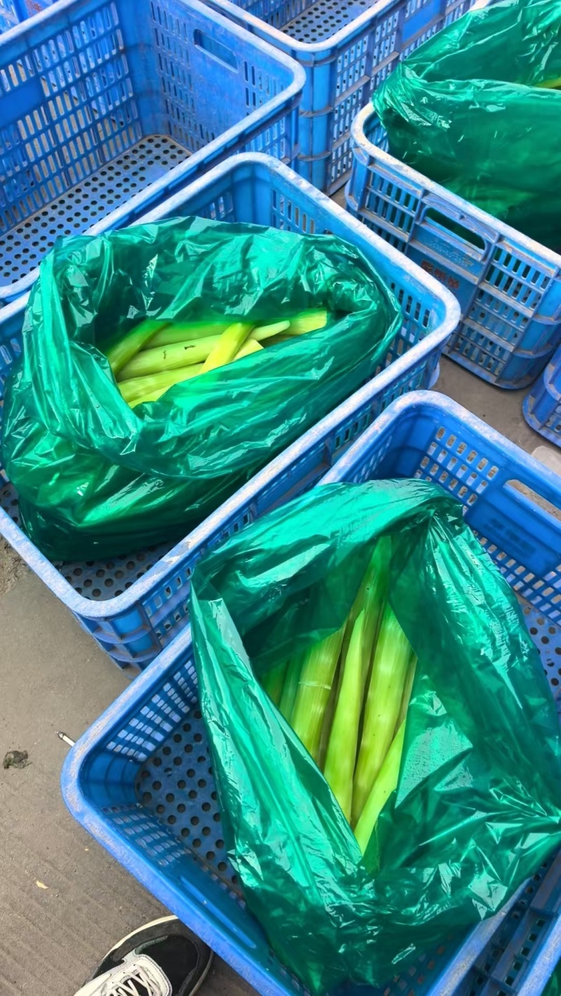 去皮莴笋肉莴笋杆真空包装莴笋杆去皮莴苣肉