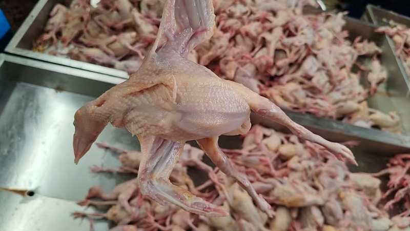 鸽子