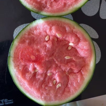 2k吊秧小西瓜