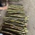 黄皮甘蔗种苗，基地种植，欢迎采购商前来洽谈，接全国客商