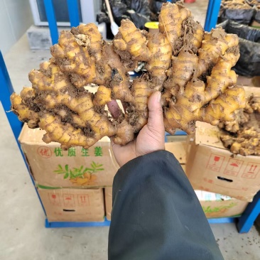 贵州二黄姜、云南版纳姜
