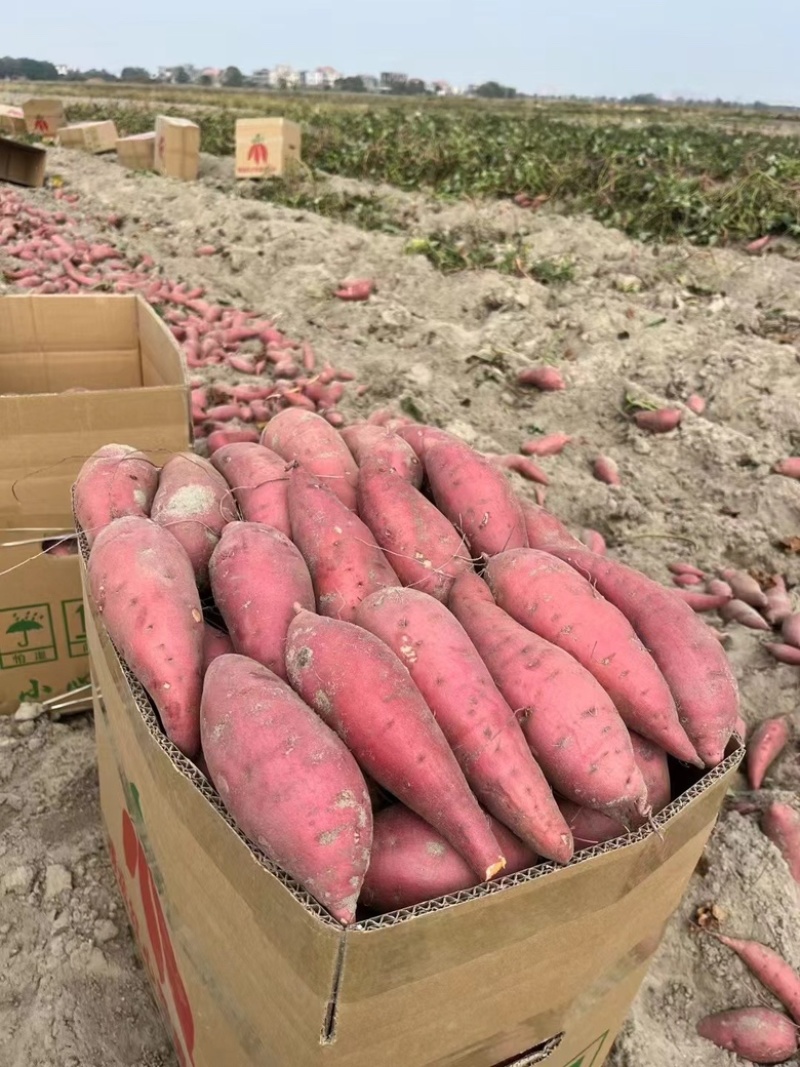 广东湛江西瓜红蜜薯，产地一手货源，品质优，条形漂亮