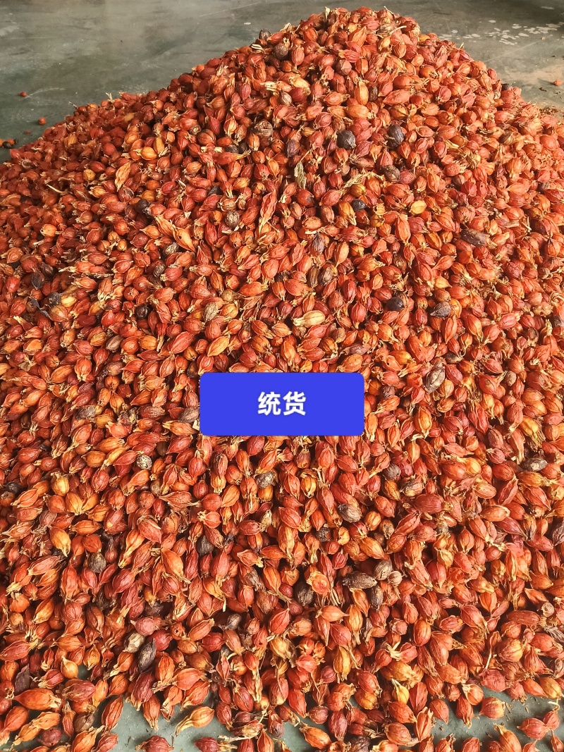 栀子/山栀子/黄栀子/无硫蒸晒/加工厂一手货源直发