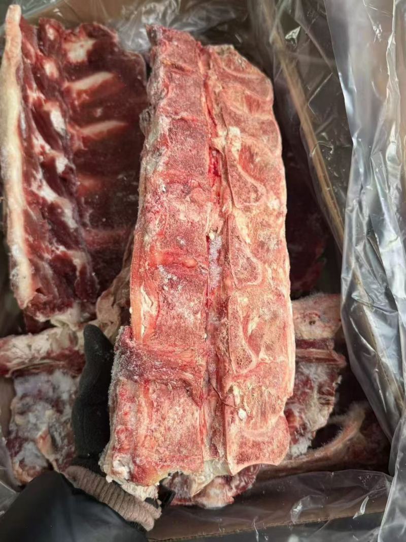 牛腰椎骨
