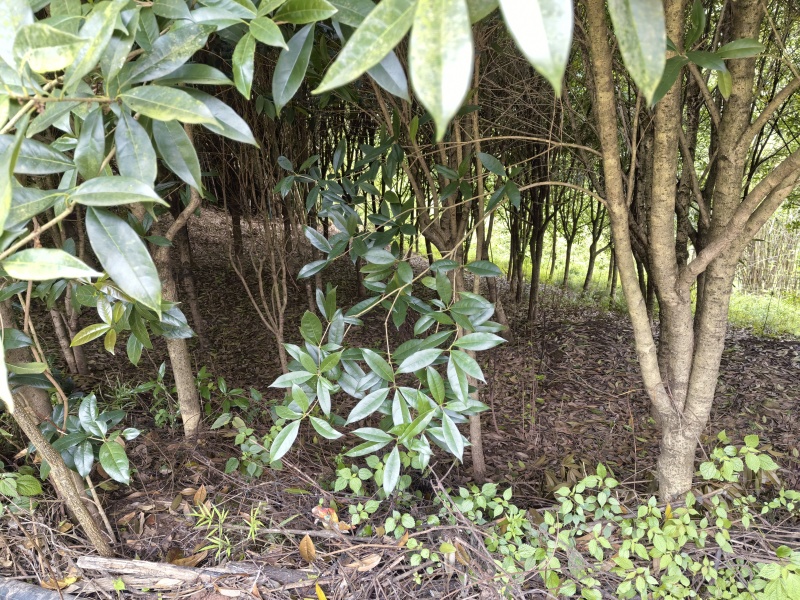 金桂花树直径6至15公分.800棵树左右，树形好！