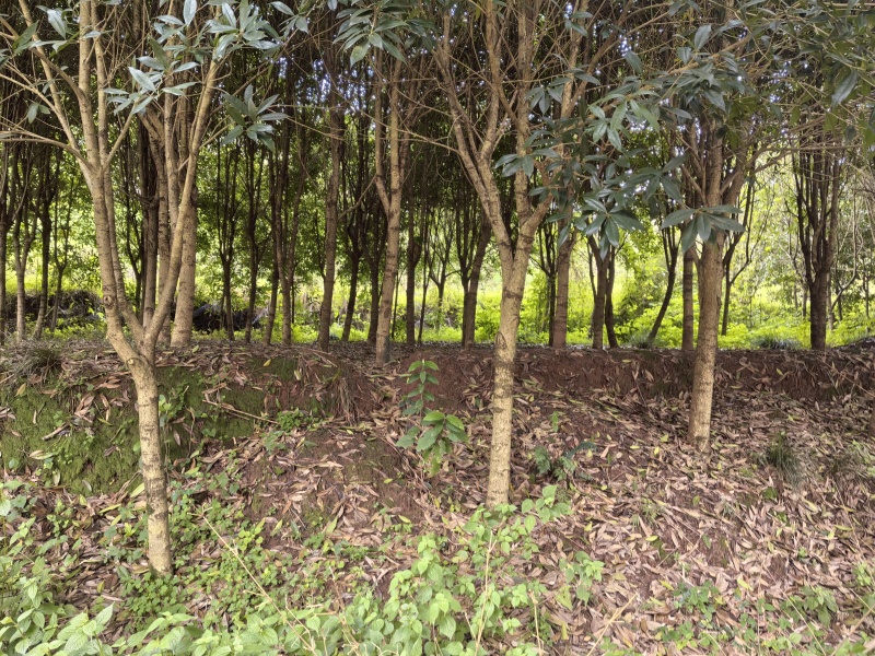金桂花树直径6至15公分.800棵树左右，树形好！