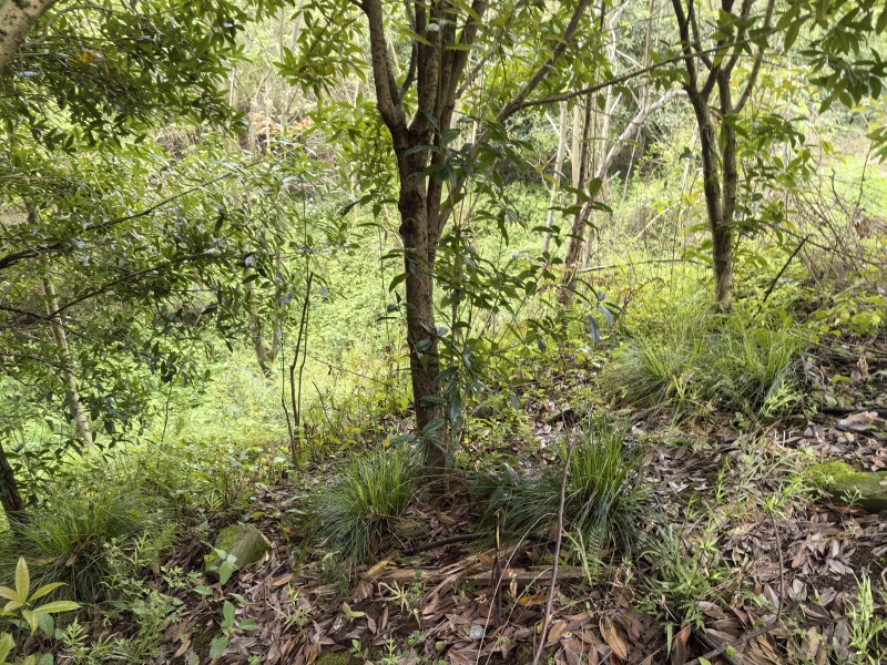 金桂花树直径6至15公分.800棵树左右，树形好！