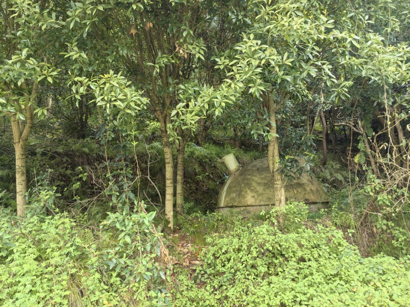 金桂花树直径6至15公分.800棵树左右，树形好！