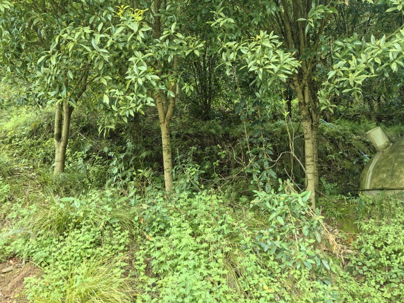 金桂花树直径6至15公分.800棵树左右，树形好！