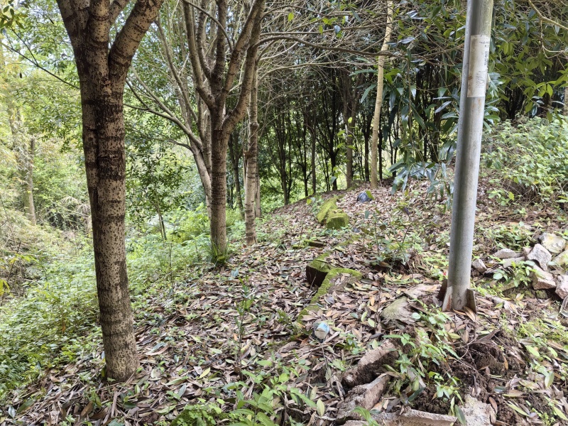 金桂花树直径6至15公分.800棵树左右，树形好！