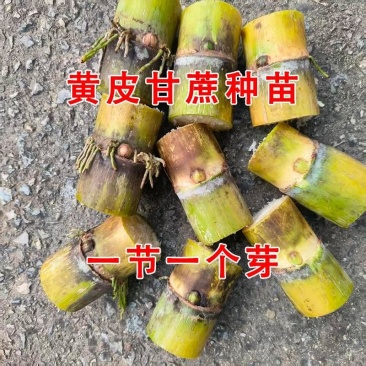 黄皮甘蔗苗子，精品货，种植面积接近百亩，有现货，需要联