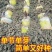 黄皮甘蔗苗子，精品货，种植面积接近百亩，有现货，需要联