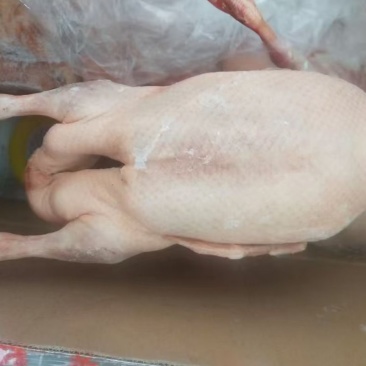 东北老鸭，新鲜度好，不肥，水分小，毛干净