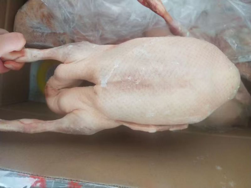 东北老鸭，新鲜度好，不肥，水分小，毛干净