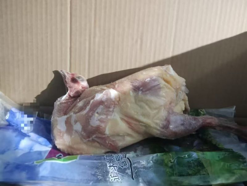 七彩山鸡老母鸡