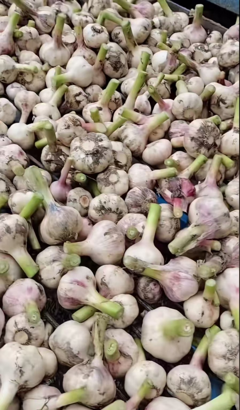 河南红皮大蒜鲜蒜对接全国量大从优价格优惠质量好欢迎询价